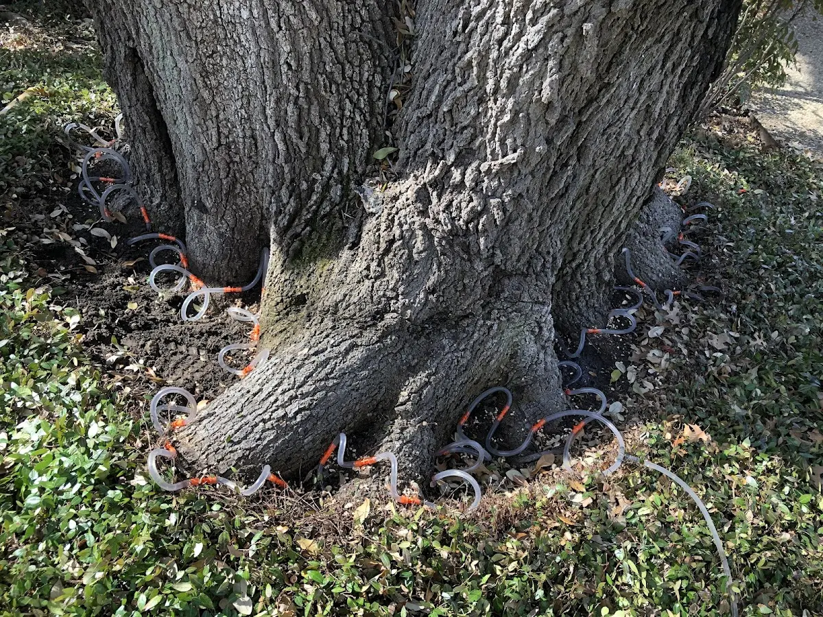 Detailed Tree Cabling and Bracing job site in Hubbardsville