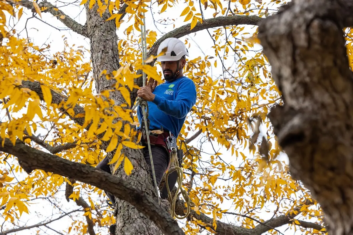 Skilled Tree Pruning crew working in Hubbardsville